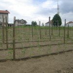 Ogledni zasad povrća na otvorenom OPZ Tarevci