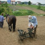 Sjetva graha na oglednoj parceli OPZ Tarevci