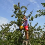 Foto: Berba i otkup šljive za sušenje juli-august 2016